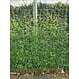 Mobilane Kant en klaar haag Trachelospermum Jasminoides 120x180cm.