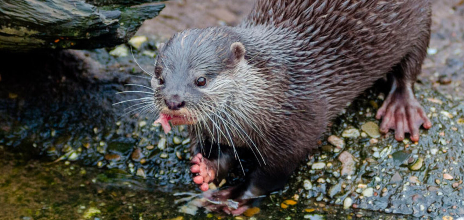 How lakeside fencing stopped predation by otters