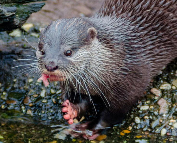 How lakeside fencing stopped predation by otters