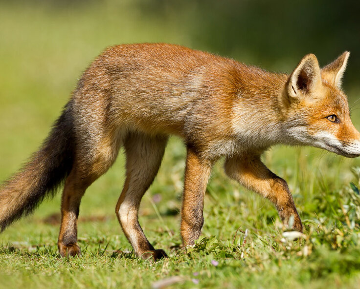 How to build a fence to keep foxes out of your garden
