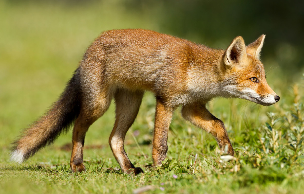 How to build a fence against foxes