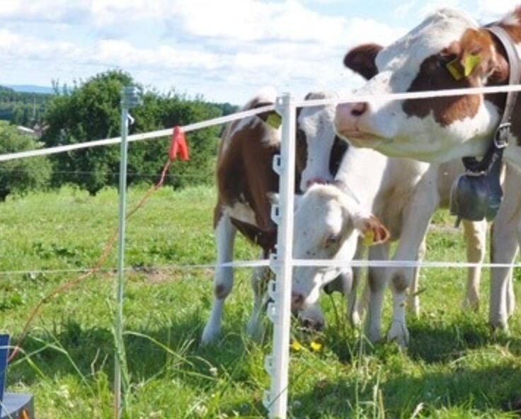 Features and Benefits of Battery Energisers