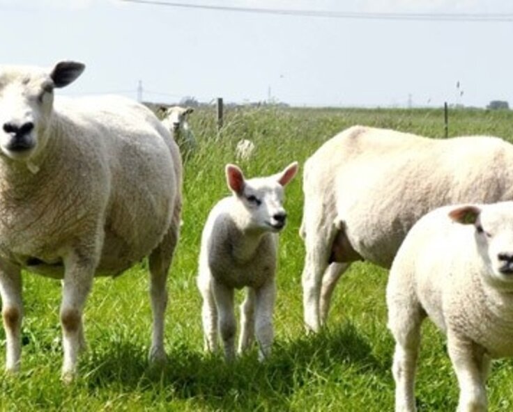 Electric Fence Height Guidelines 