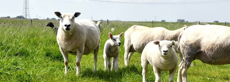 Electric Fence Height Guidelines
