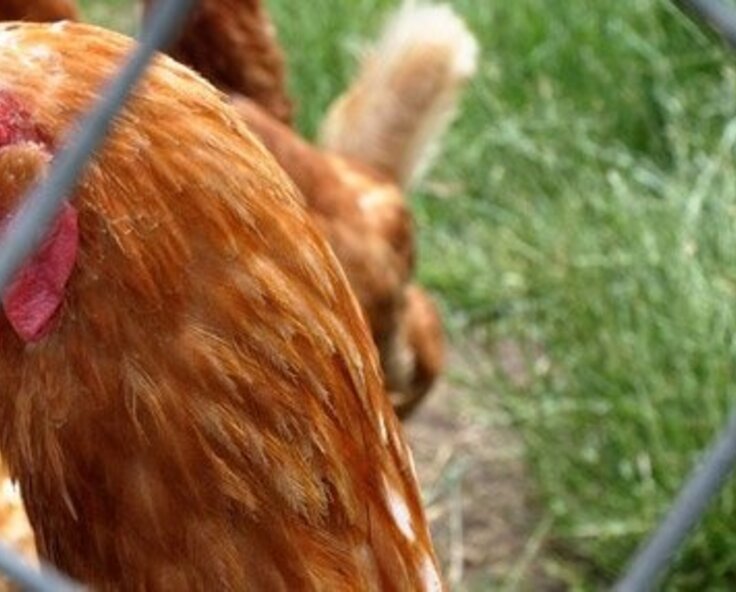 Setting up Electric Poultry Netting