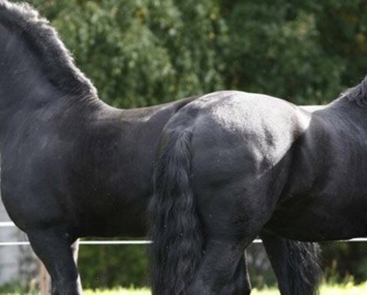 How Birth Alarm Foaling System Works for Horses