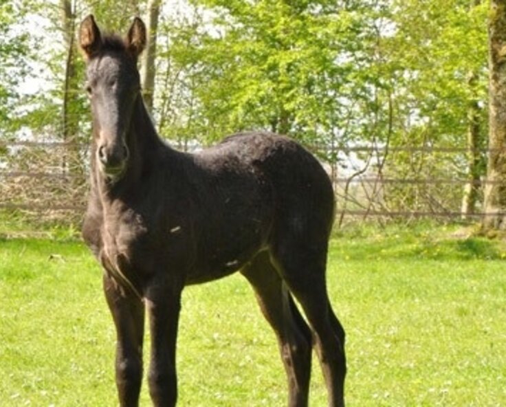Introduction and general overview of the Birth Alarm foaling system