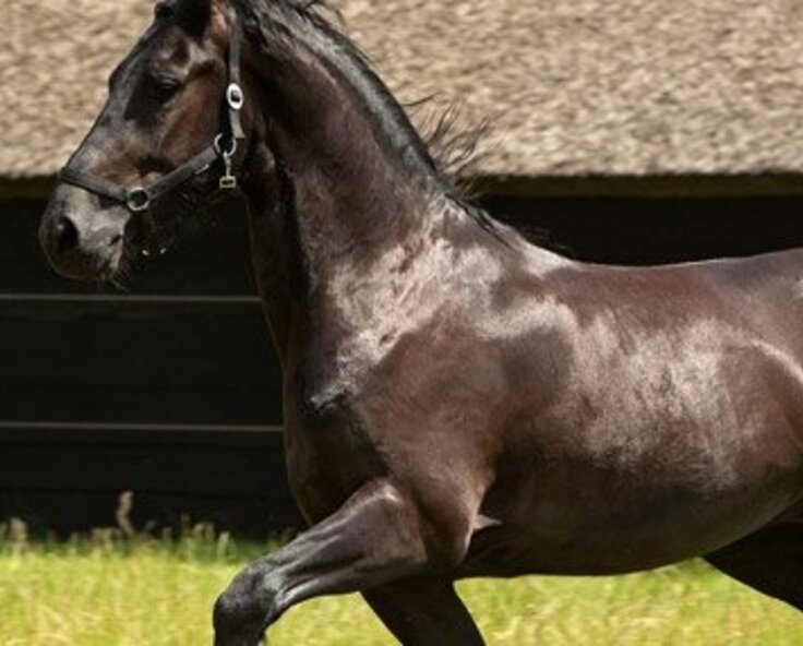 Guide to equestrian heating