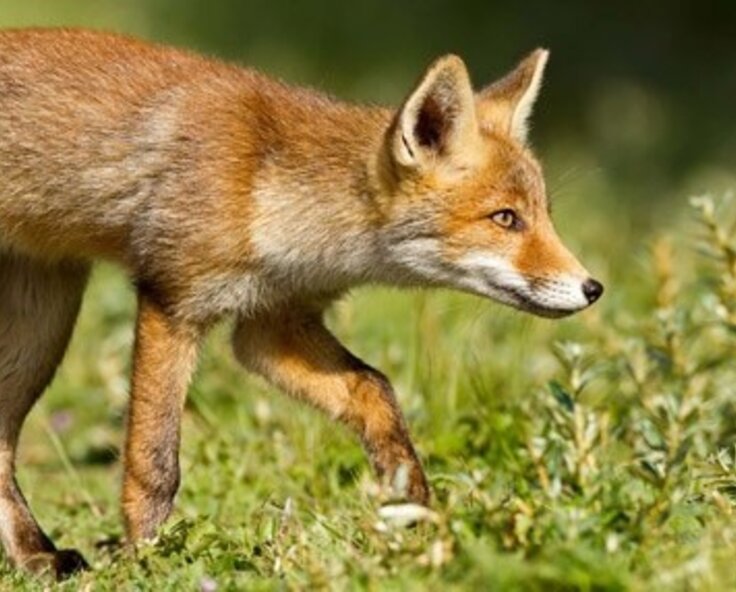 Foxwatch FAQ’s