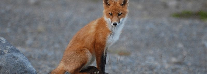 How to keep your foxes out & to STAY OUT!