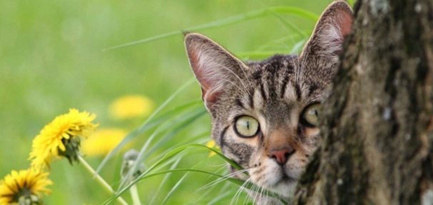 How to stop cats pooping in your garden and protect your flowerbeds