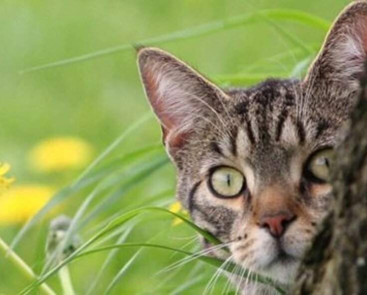 How to stop cats pooping in your garden and protect your flowerbeds