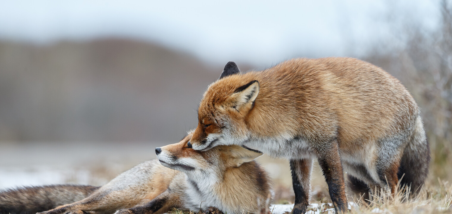 What do foxes eat and how to keep them away