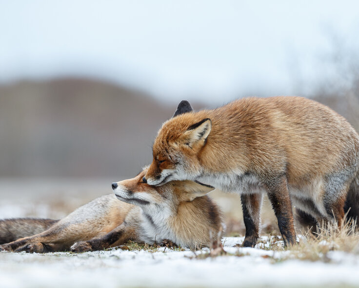 What do foxes eat and how to keep them away
