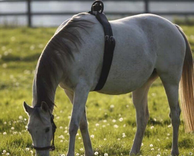 ‘Birth Alarm’ the system that alerts you on time of the birth of the foal