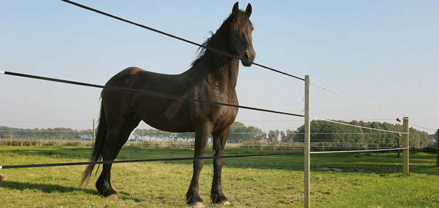 Why Equiline High Tensile Fencing is perfect for equestrian use 