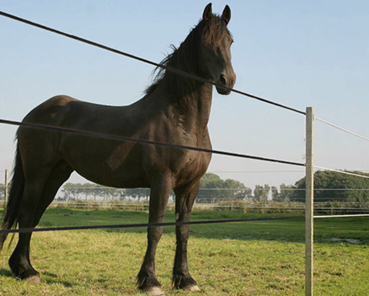 Why Equiline High Tensile Fencing is perfect for equestrian use 