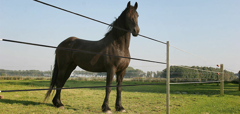 electric horse fence