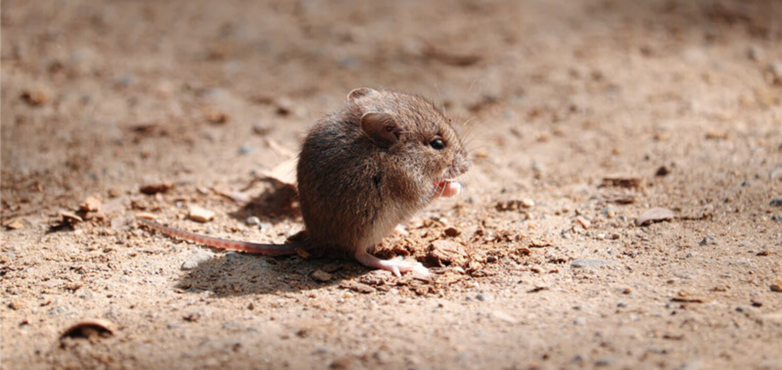 Auto Reset Rodent Killing Machine, A24 Rat Mouse Trap