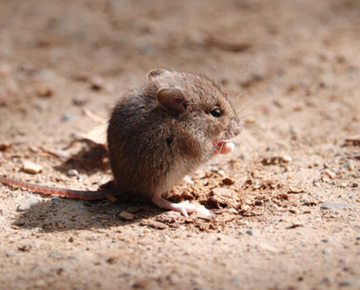 Humanly keep pests away - Getting rid of rats in your garden 