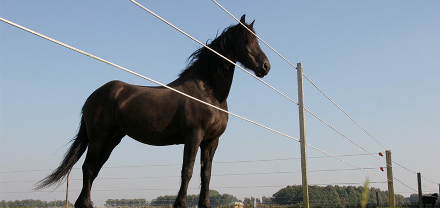 Which post suits your horse fence ?