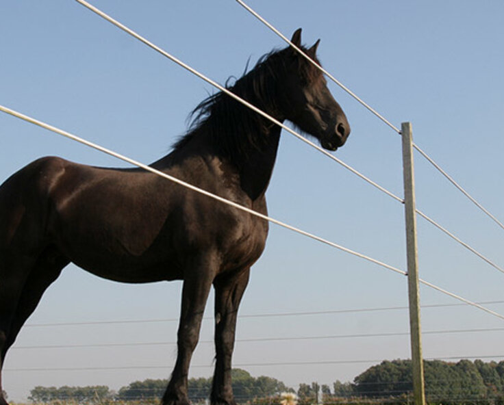 Which post suits your horse fence ?