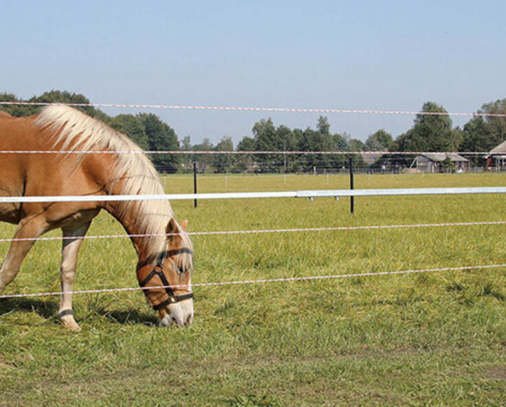 How to build an electric fence for horses - which fencing is best?