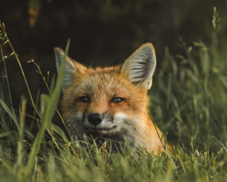 How To Deter Foxes From Your Property 