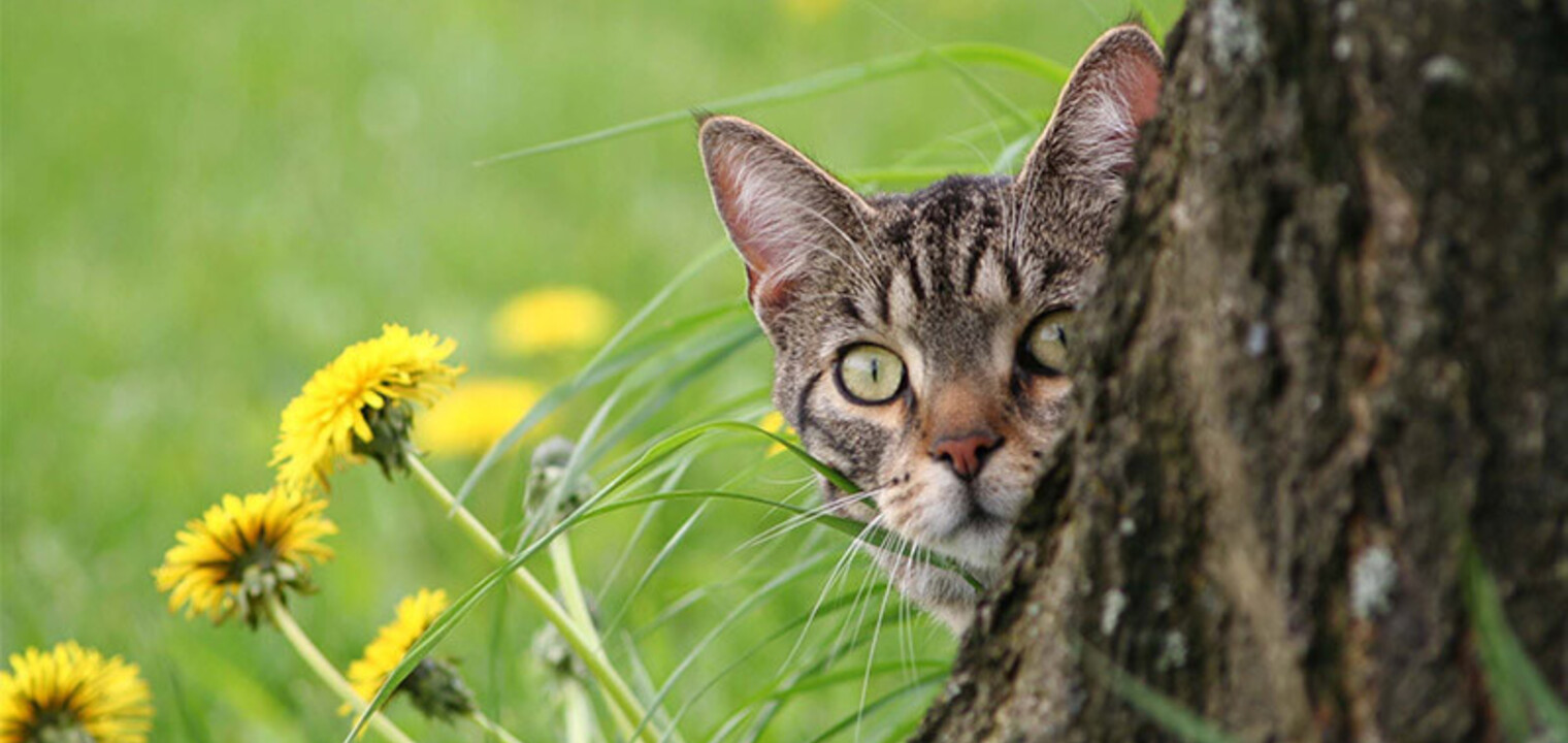 Keep your garden contained – How to keep cats out of your garden