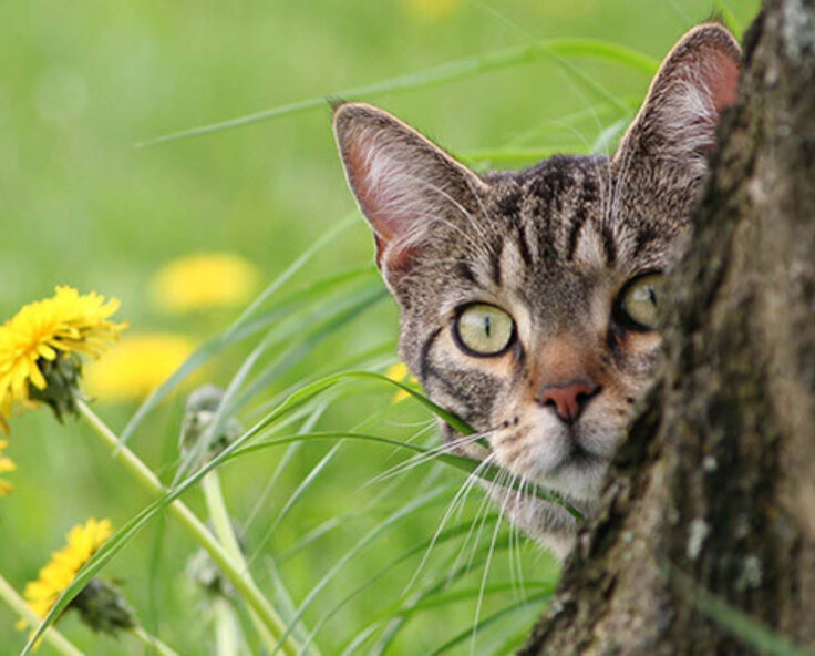 Keep your garden contained – How to keep cats out of your garden