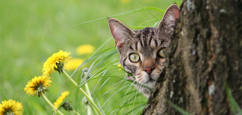 Keep your garden contained – How to keep cats out of your garden