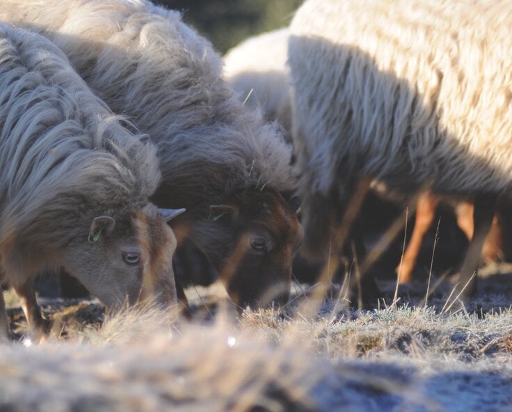 6 Important Aspects for Winter Grazing