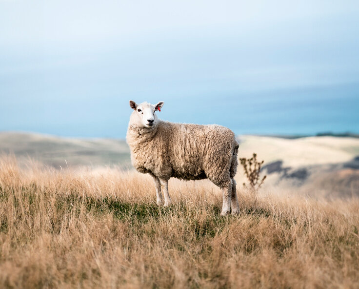 Which electric fence is the best for sheep?