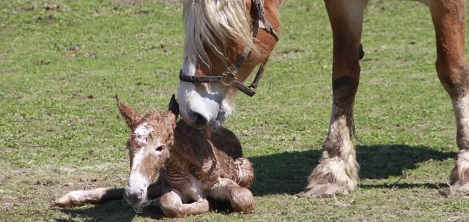 Horse Pregnancy and Birth: monitor with foaling alarms