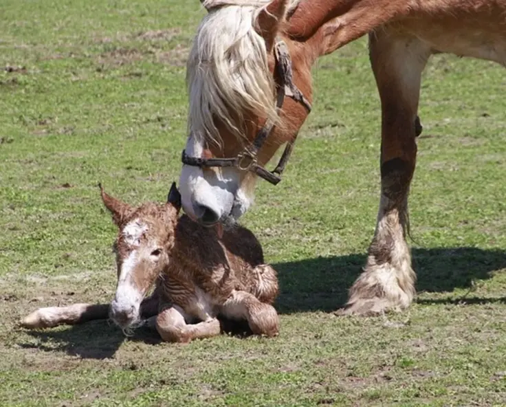 Horse Pregnancy and Birth: monitor with foaling alarms