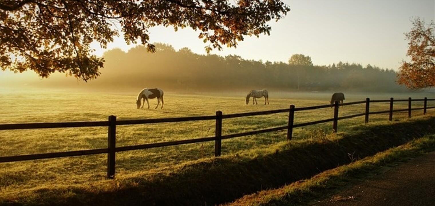 Electric fence posts buyers guide