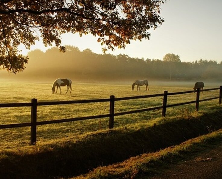 Electric fence posts buyers guide