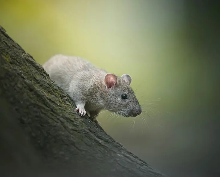 Humanly keep pests away - Getting rid of rats in your garden 
