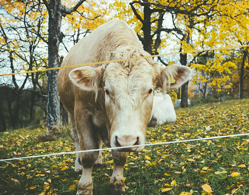 fence rope for cattle