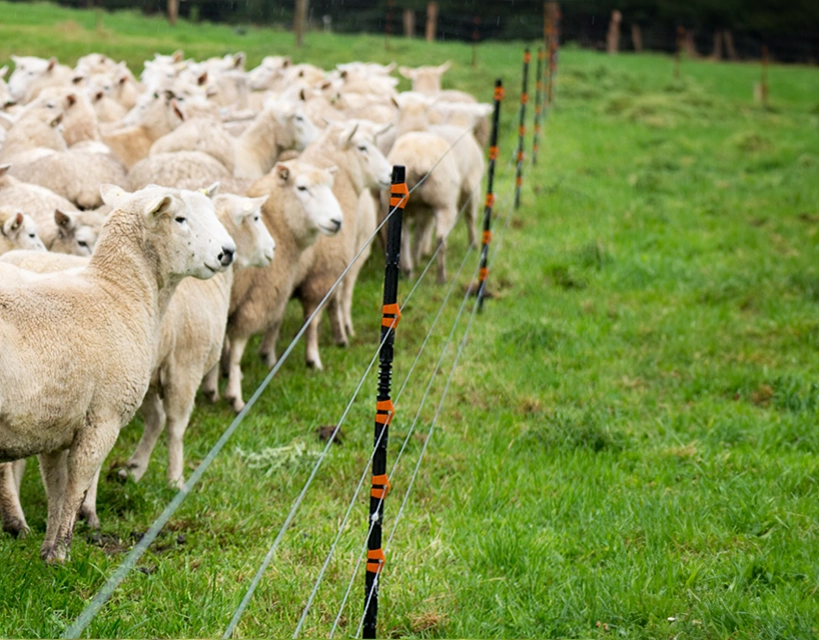 sheep posts
