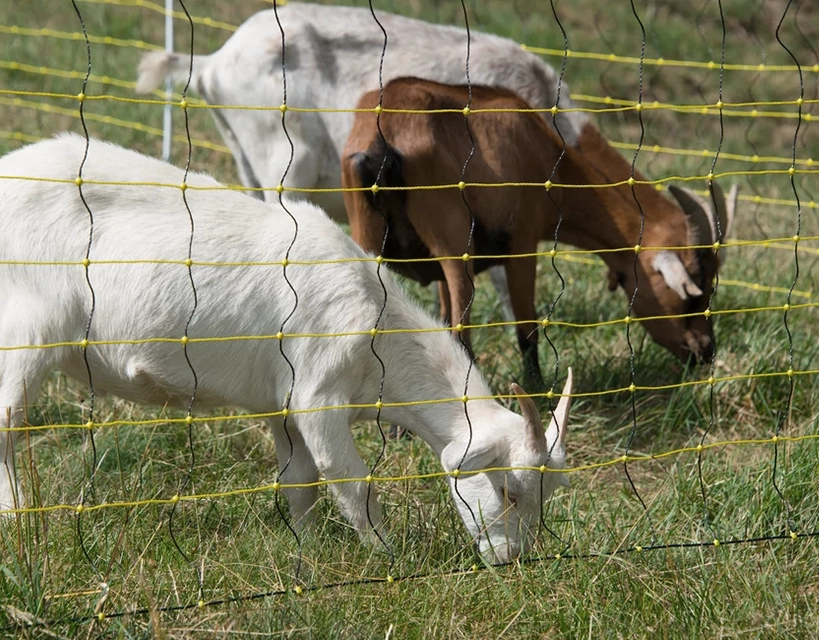 goat netting