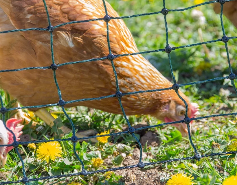 chicken netting