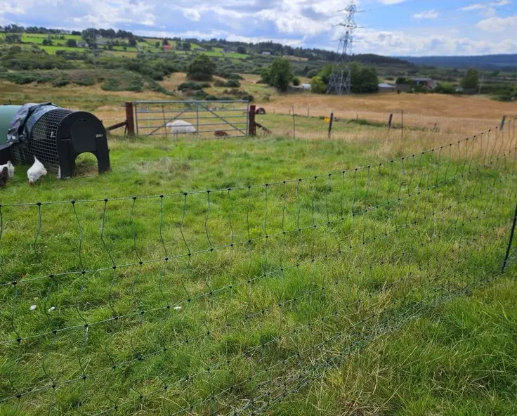 Electric Chicken Netting: Megan’s Review from Her Scottish Croft