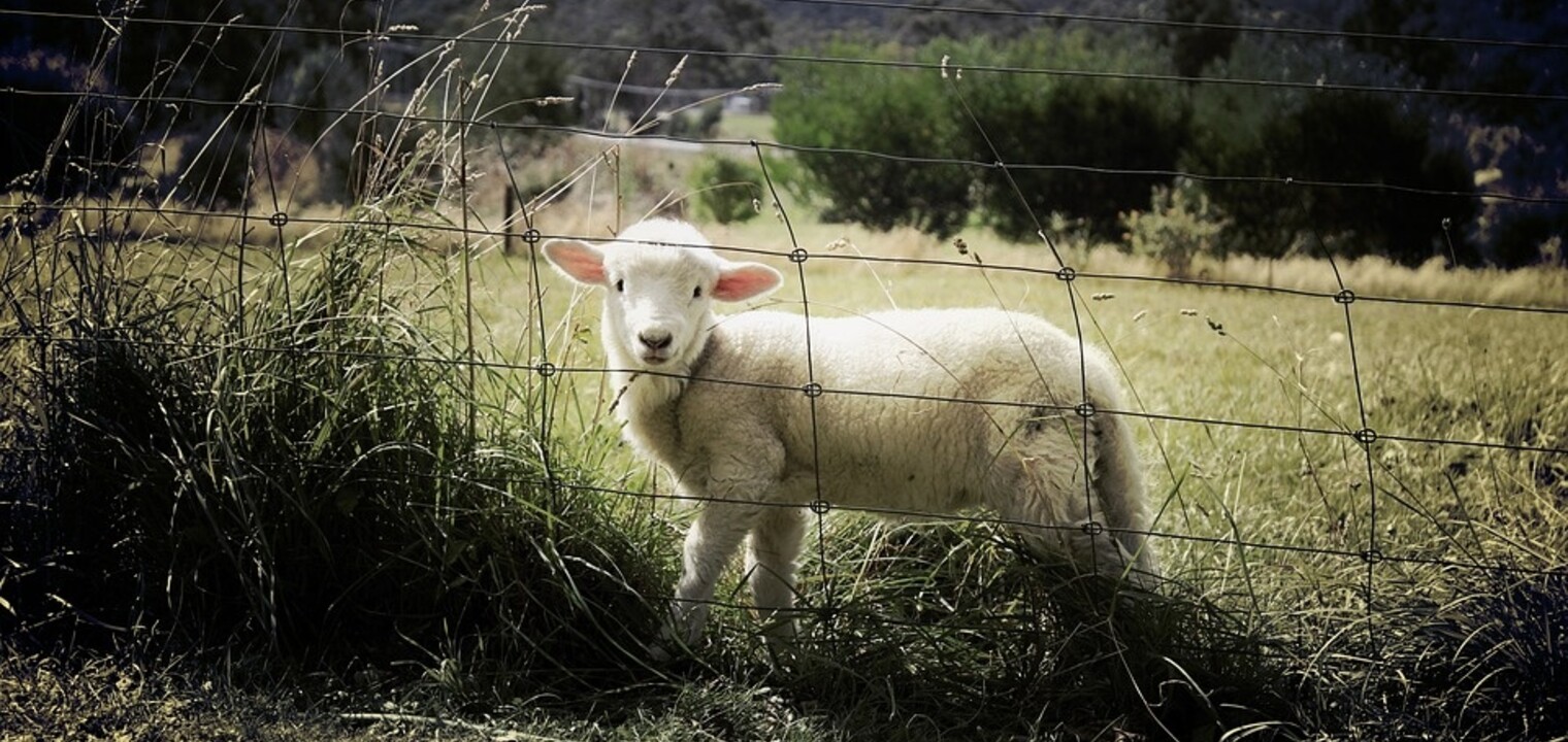 Understanding Sheep Worrying; responsibilities and prevention
