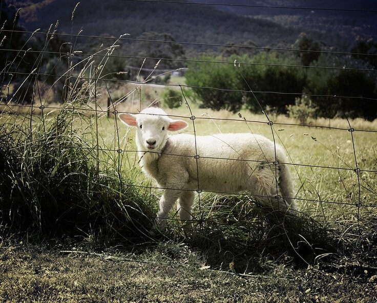 Understanding Sheep Worrying; responsibilities and prevention