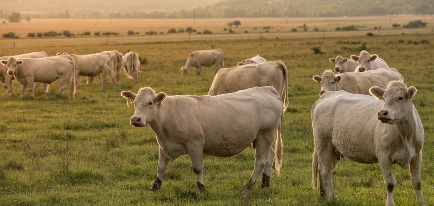 Maximise your farm’s efficiency with portable water pumps