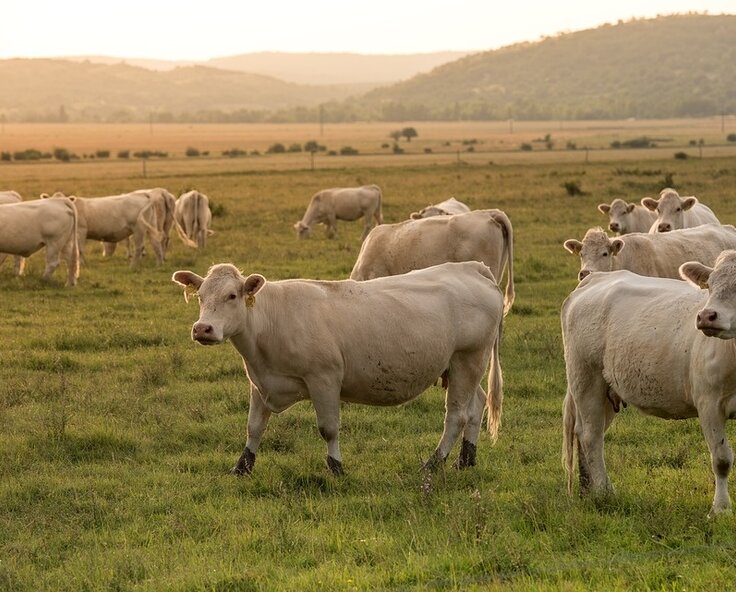 Maximise your farm’s efficiency with portable water pumps