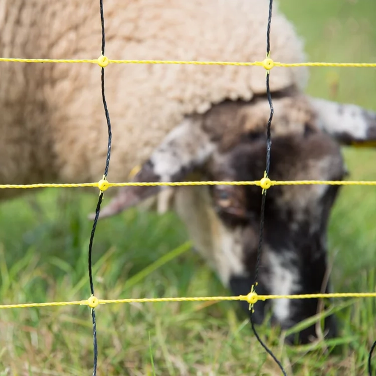 white sheep behind netting