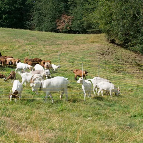 goats in an open field