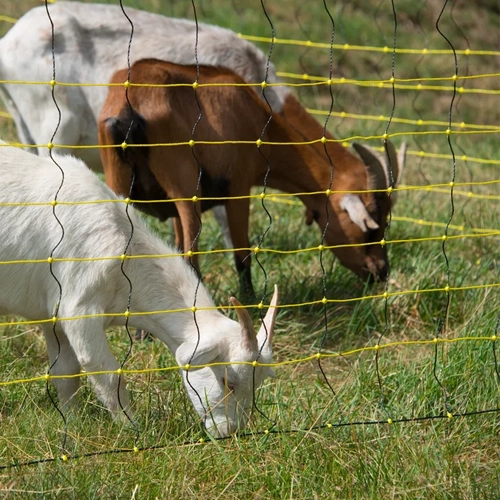goats behind tall fence
